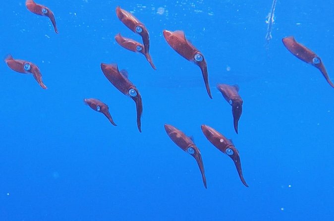 Shared 2 hours Sosúa Bay Snorkeling with Professional Guide - The guide makes the difference