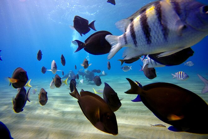 Shared 2 hours Sosúa Bay Snorkeling with Professional Guide - Timing, transport, and group size