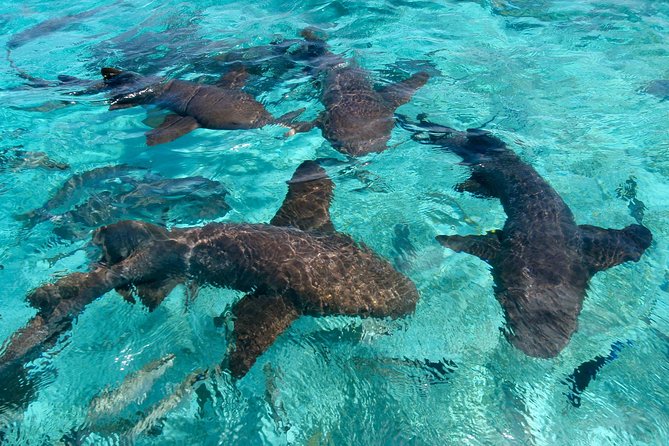 Sharks & Stingrays Snorkeling in Punta Cana with Parasailing - Snorkeling with fish before the shark encounter