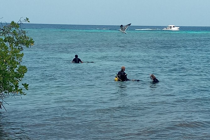 Shore Dive Aruba for Certified Divers - Weather and cancellation rules