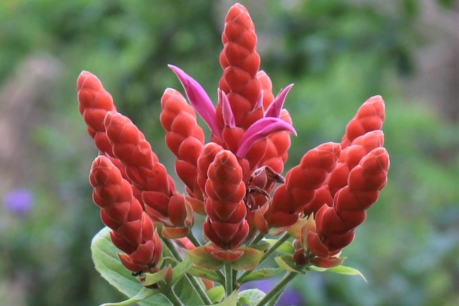 Skip the Line: Ahhh Ras Natango Gallery and Garden Admission Tickets - Is the $35 Admission a Good Value?