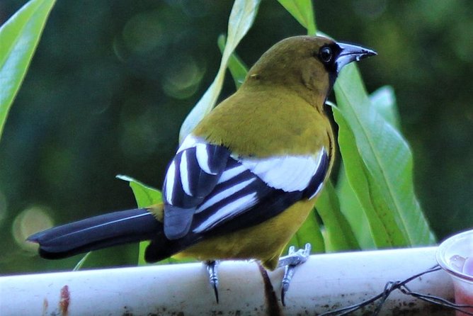 Skip the Line: Ahhh Ras Natango Gallery and Garden Admission Tickets - Who Will Enjoy This Most