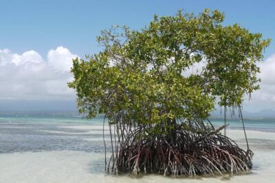 Small Day Cruise (Ilet caret, mangrove, coral reef