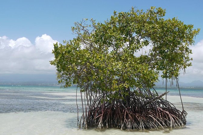 Small Day Cruise (Ilet caret, mangrove, coral reef - Îlet Caret, the first swim of the day