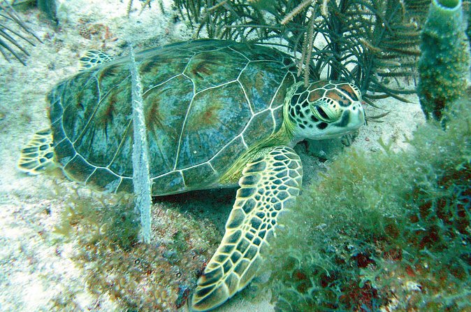 Small-Group Aruba Scuba Diving for Non-Certified Divers - What marine life you might see