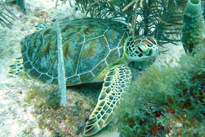 Small-Group Aruba Scuba Diving for Non-Certified Divers - Is $114 a fair price?