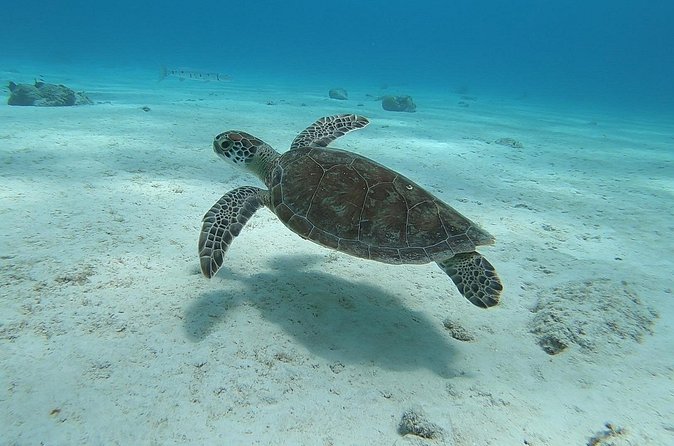 Small Group Diving experience in Caribbean - What $299 buys you