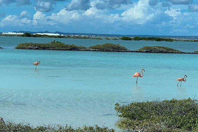 Small-Group Guided North & South Tour of Bonaire with Pick Up - Why this three-hour loop works as a first look at Bonaire