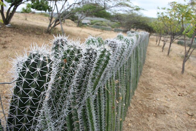 Small-Group Guided North & South Tour of Bonaire with Pick Up - Rincon shows the older side of the island