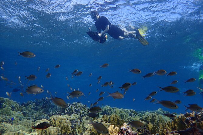 Small-Group Sea Scooters Snorkel at Mangel Halto Beach in Aruba - Key points to know before booking