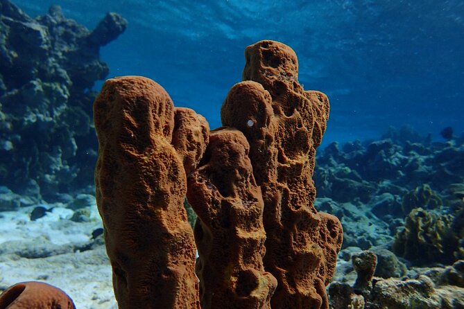 Small-Group Sea Scooters Snorkel at Mangel Halto Beach in Aruba - What you may see over Mangel Halto reef