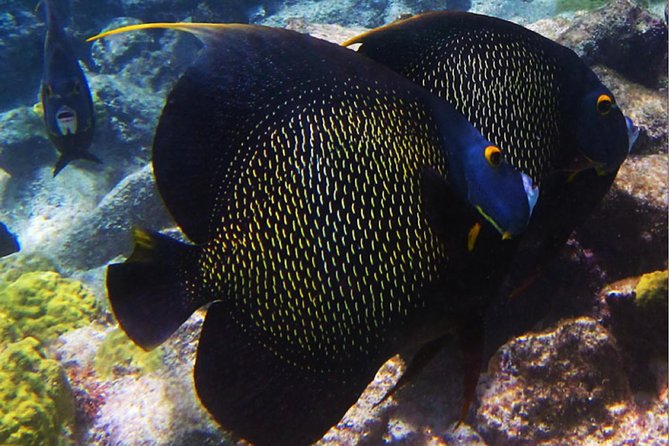 Small Group Snorkeling at Mangel Halto Aruba - Who should book this snorkel