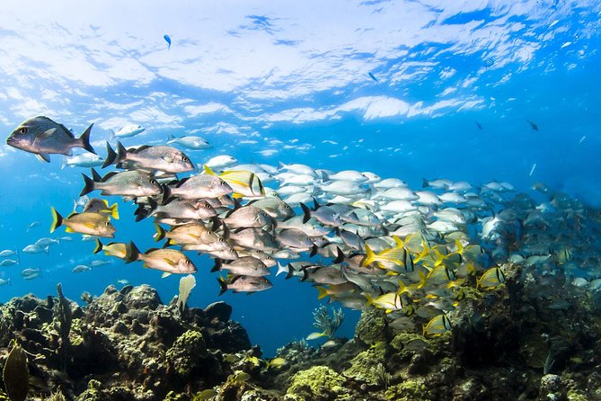 Small Group Snorkeling at Mangel Halto Aruba - Shore entry through the mangroves