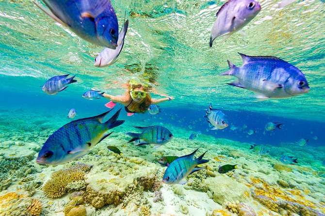 Small Group Snorkeling, Sharks & Stingrays Encounter by boat - A close look at the $99.90 value