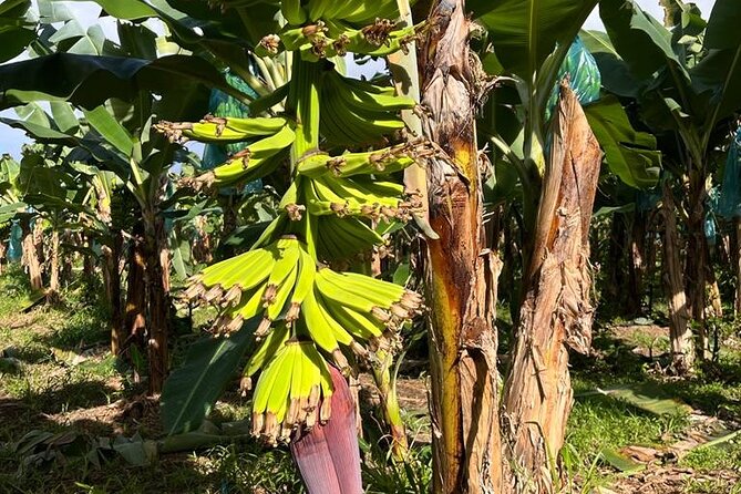 Small train tour of a banana farm in Martinique - Is $23.88 a Fair Price?