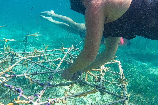 Snorkel Lovers for All Ages & Premium Seafood Lunch in Punta Cana - Lunch from the floating kitchen