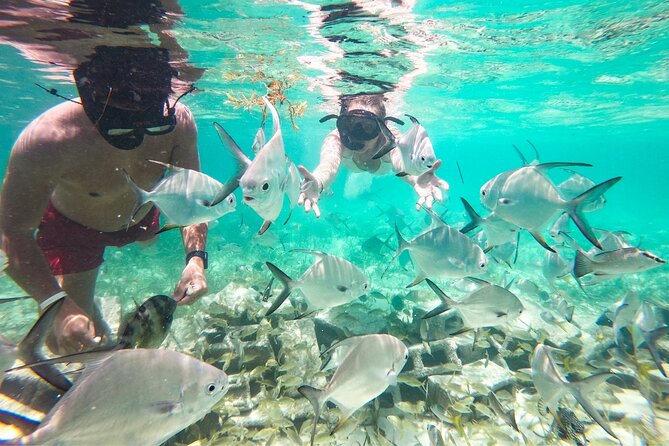 Snorkel Lovers for All Ages & Premium Seafood Lunch in Punta Cana - What the $114 price really covers