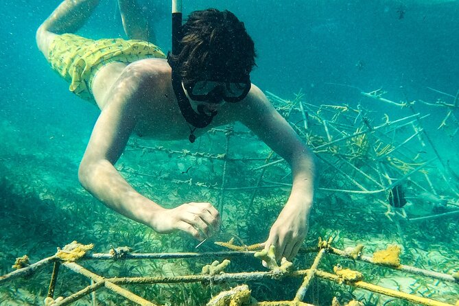Snorkel Lovers for All Ages & Premium Seafood Lunch in Punta Cana - Who should book, and who should think twice