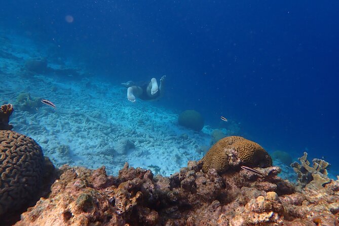 Snorkel marathon - Key points to know before booking