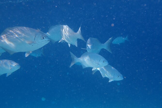 Snorkel marathon - Three Bonaire snorkel sites in one half-day