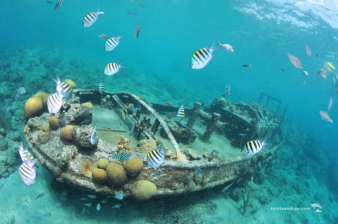 Snorkel Shore Trip with Scubaçao "East Point" - How the $110 price compares with the experience