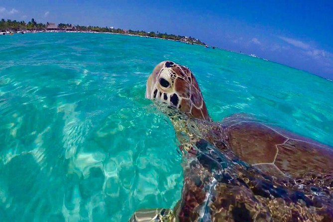 Snorkel St. John Tour from Sapphire and Margaritaville - Key points at a glance
