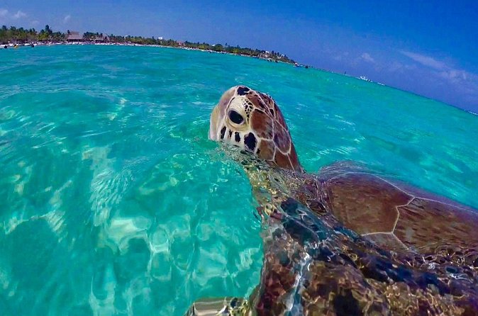 Snorkel St. John Tour from Sapphire and Margaritaville - Meals, drinks, and the value of the $180 price