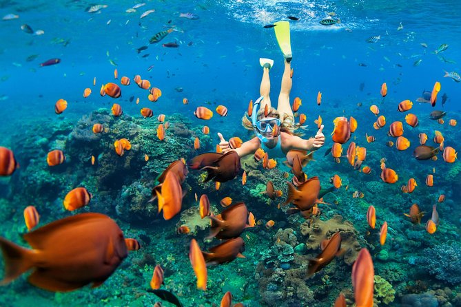Snorkel & Swim with Turtles. Semi Private Tour to Buck Island & Honeymoon Beach - Turtle Cove sets the tone for the morning or afternoon