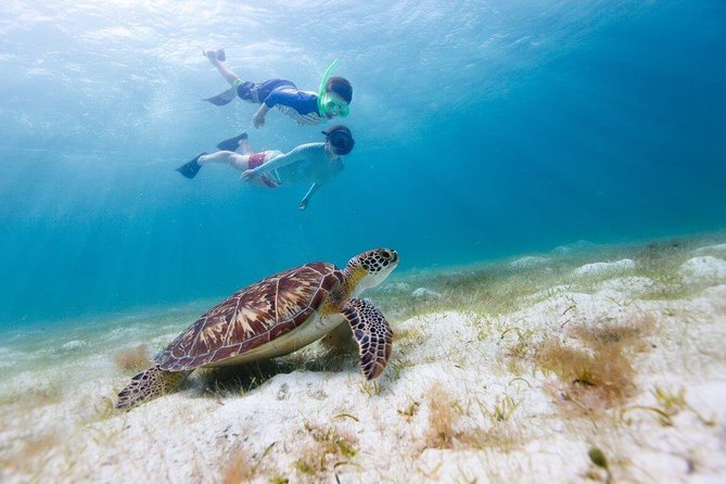 Snorkel & Swim with Turtles. Semi Private Tour to Buck Island & Honeymoon Beach - What $160 buys you in practical terms
