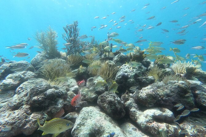 Snorkel Tour in Curacao - What the $90 price really covers