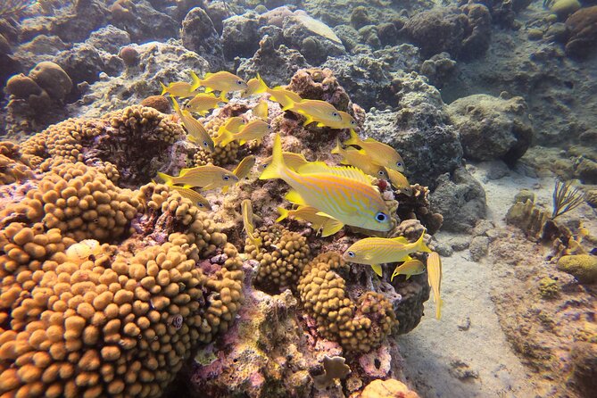 Snorkel Tour in Curacao - Who will enjoy this most