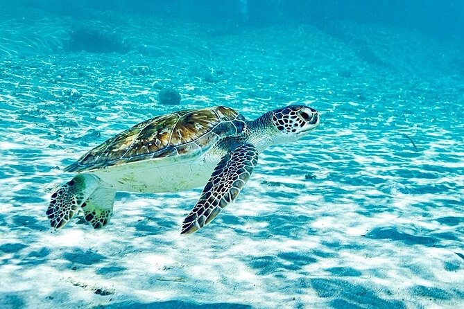 Snorkel with Turtles & Kenepa Grandi Beach: Nr.1 Island Day Trip - Key points to know before you book