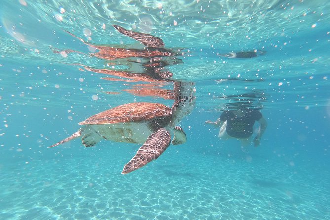 Snorkel with Turtles & Kenepa Grandi Beach: Nr.1 Island Day Trip - Why the turtle stop is the main attraction
