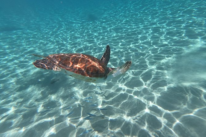 Snorkel with Turtles & Kenepa Grandi Beach: Nr.1 Island Day Trip - Local guides bring the island to life