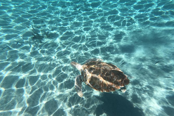 Snorkel with Turtles & Kenepa Grandi Beach: Nr.1 Island Day Trip - This is a bus excursion, not a boat excursion