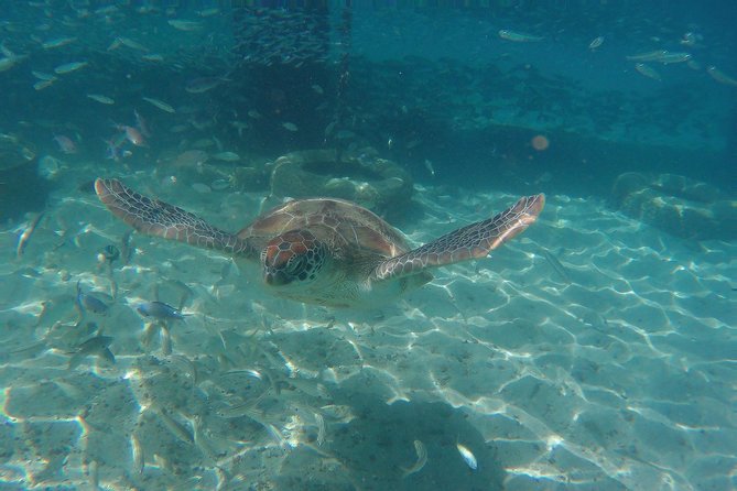Snorkel with Turtles & Kenepa Grandi Beach: Nr.1 Island Day Trip - What the $75 price really covers