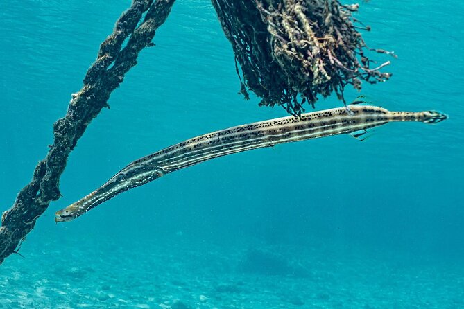 Snorkel with Turtles & Kenepa Grandi Beach: Nr.1 Island Day Trip - Who will enjoy this Curaçao day trip
