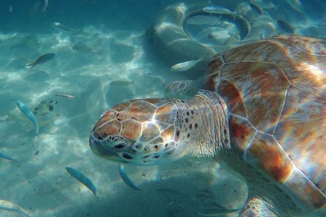 Snorkel with Turtles & Kenepa Grandi Beach: Nr.1 Island Day Trip - What to pack for the 4 to 5 hours