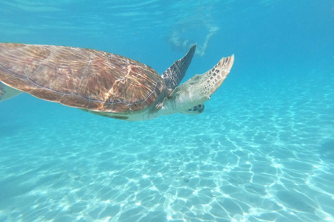 Snorkel with Turtles & Kenepa Grandi Beach: Nr.1 Island Day Trip - Kenepa Grandi delivers the beach postcard