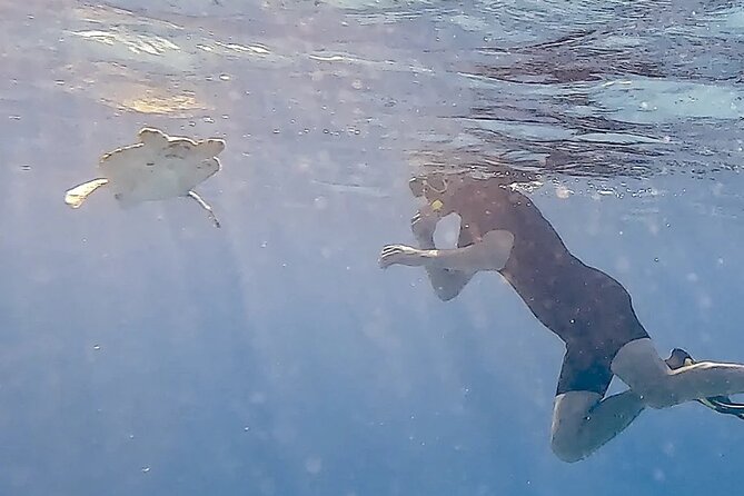 Snorkel with Turtles & see the Flamingos - Finding turtles without changing their behavior