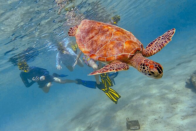 Snorkel with Turtles & see the Flamingos - The flamingo stop adds Bonaire’s land-based wildlife