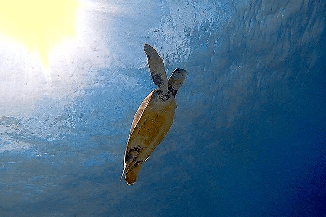 Snorkel with Turtles & see the Flamingos - What the two-and-a-half-hour schedule feels like
