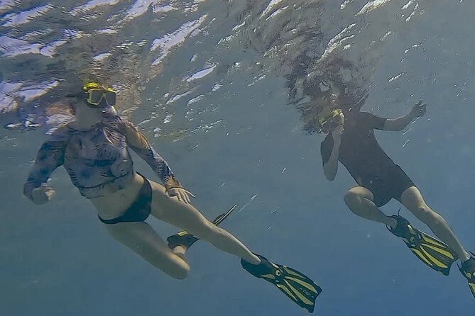 Snorkel with Turtles & see the Flamingos - How much value you get for $71.65