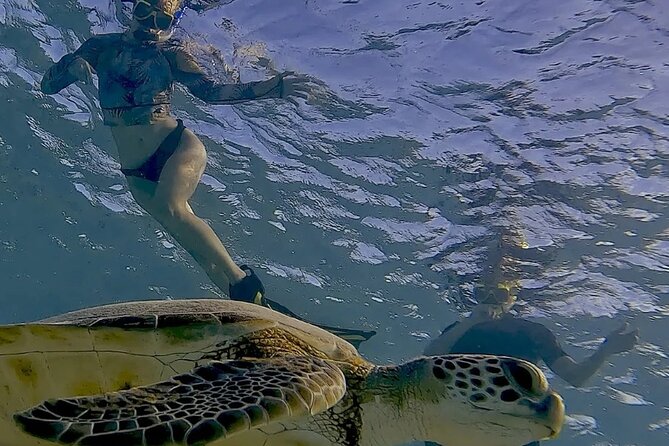 Snorkel with Turtles & see the Flamingos - Weather, sea conditions, and the backup plan