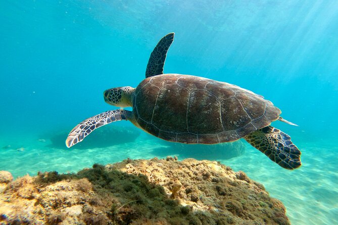 Snorkeling Adventure in Aguadilla - Why beginners may feel at ease