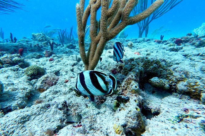 Snorkeling Adventure in Aguadilla - How the $98 price compares with the experience