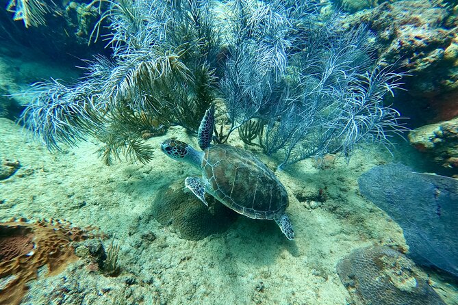 Snorkeling Adventure in Aguadilla - Who should book, and who should think twice