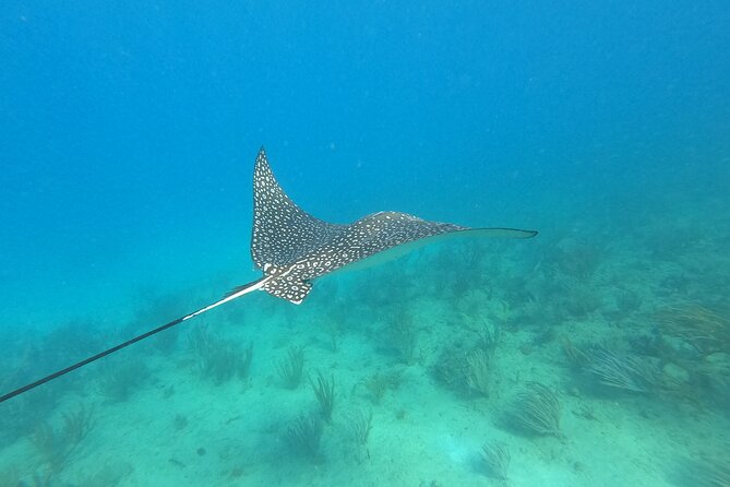 Snorkeling Adventure in Aguadilla - Practical details before you go