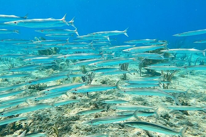 Snorkeling Adventure in Aguadilla - Entering the reef from shore