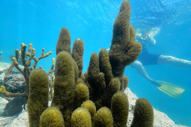 Snorkeling & Kayak Eco-Adventure in Puerto Rico - Paddling through Las Cabezas de San Juan at 10 a.m.
